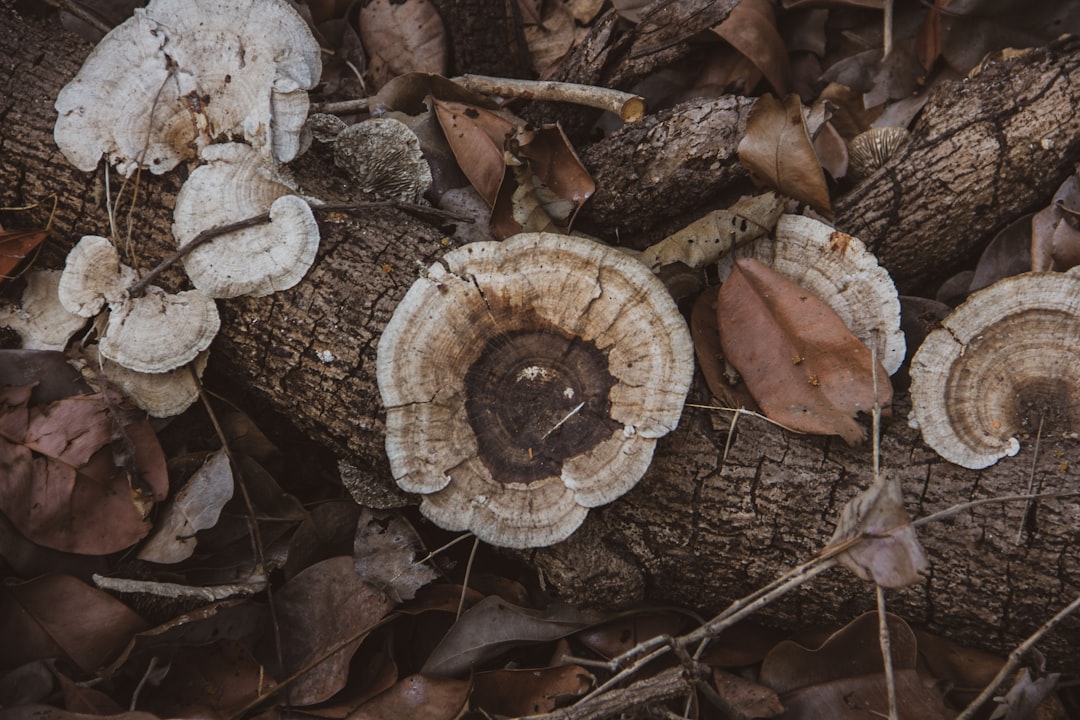 Turkey tail mushroom supplement capsules for immune support