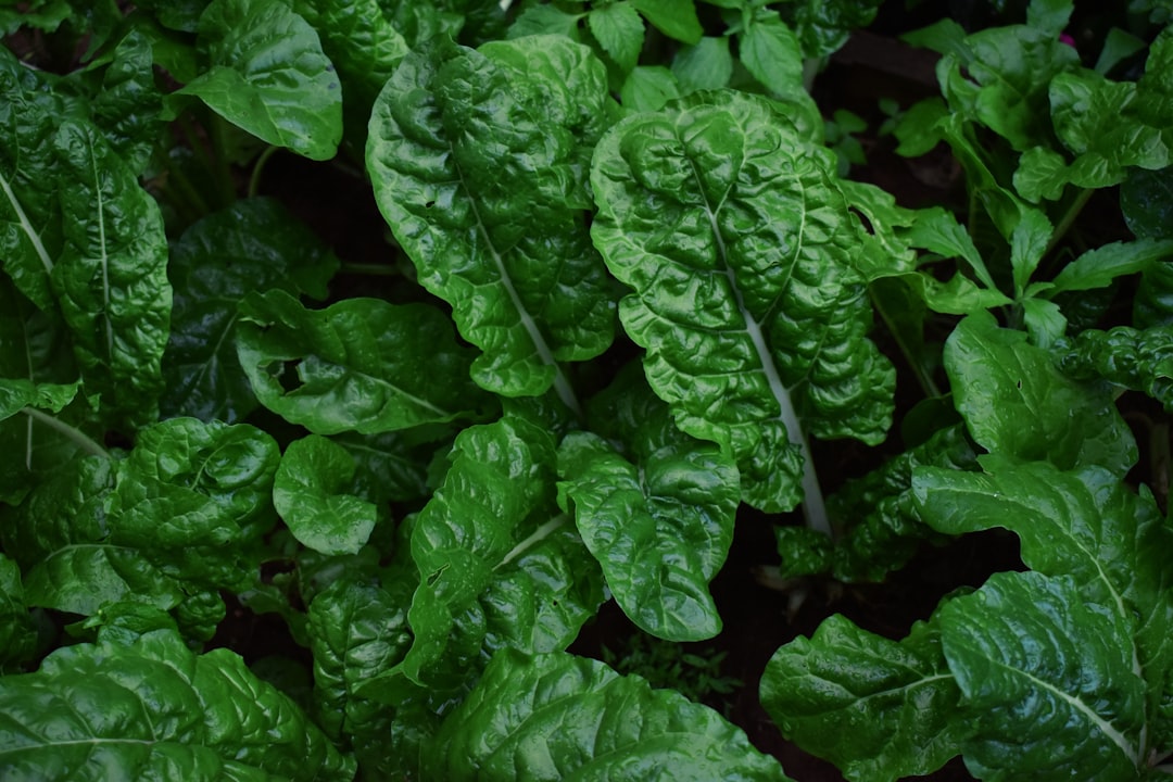 fresh kale and spinach vegetables
