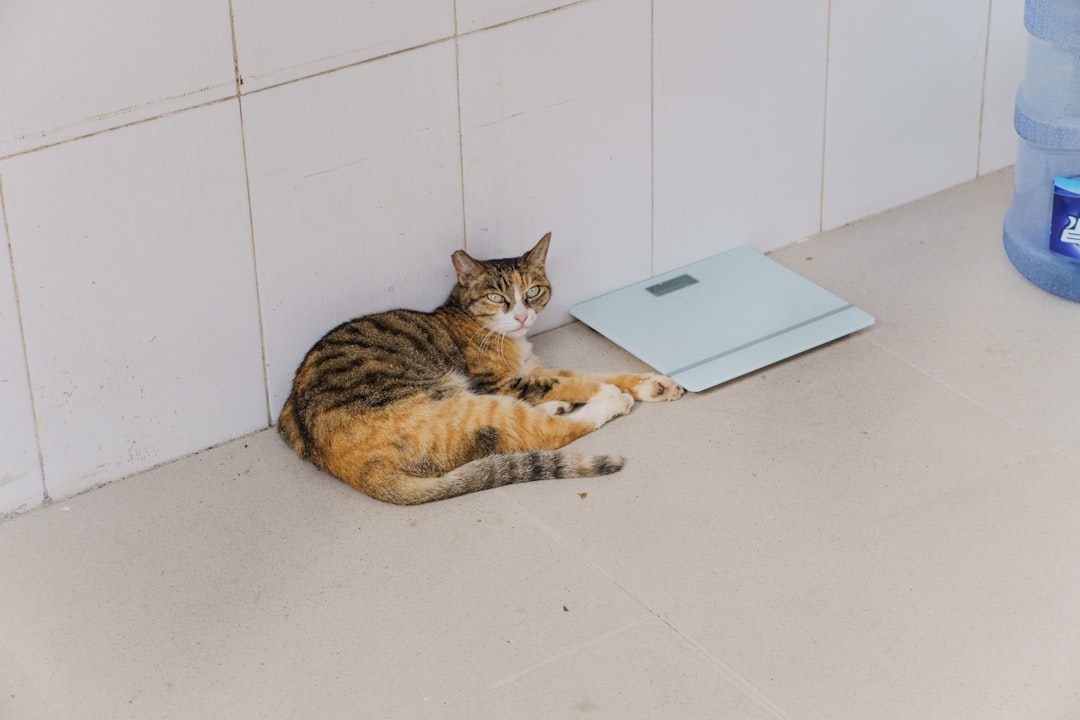 Smart scale on bathroom floor showing health metrics on display
