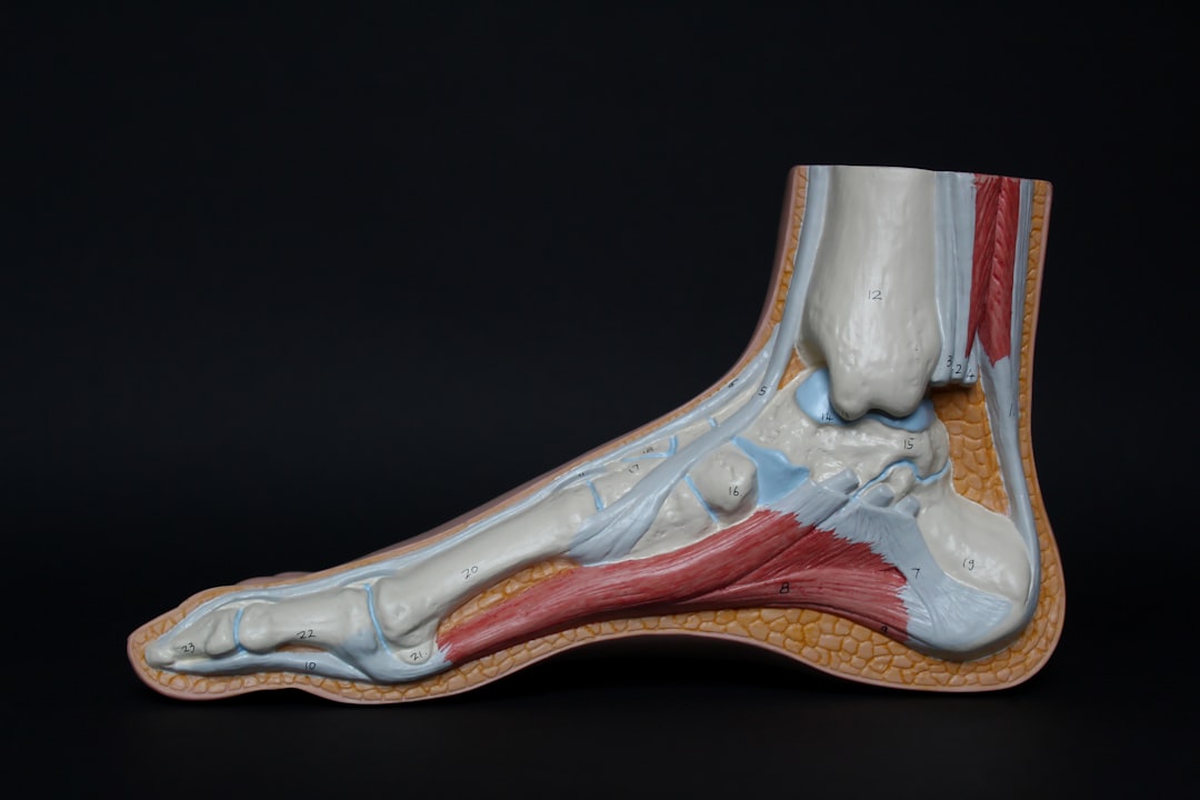 Foot anatomy and arch strength
