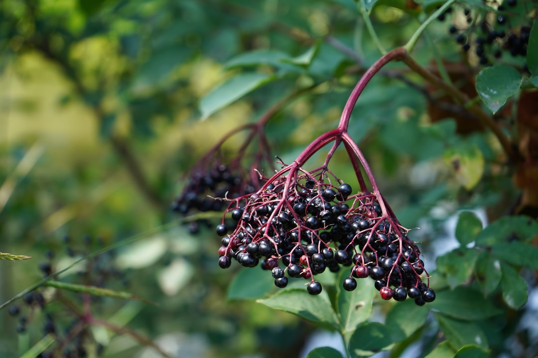 Elderberries and natural immune support remedies