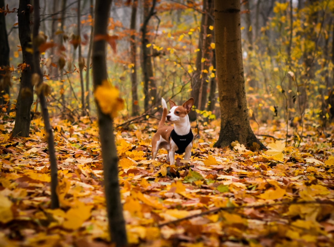 Autumn morning outdoor run in crisp air