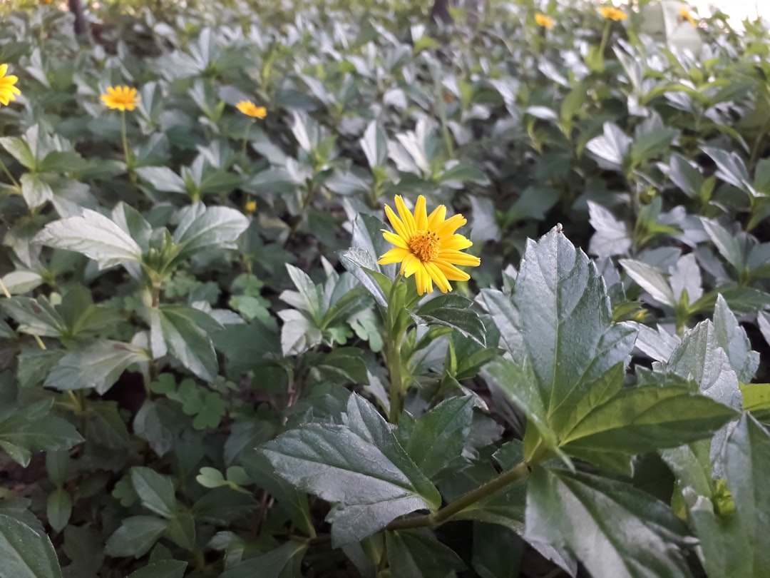 Natural wellness ingredients including arnica