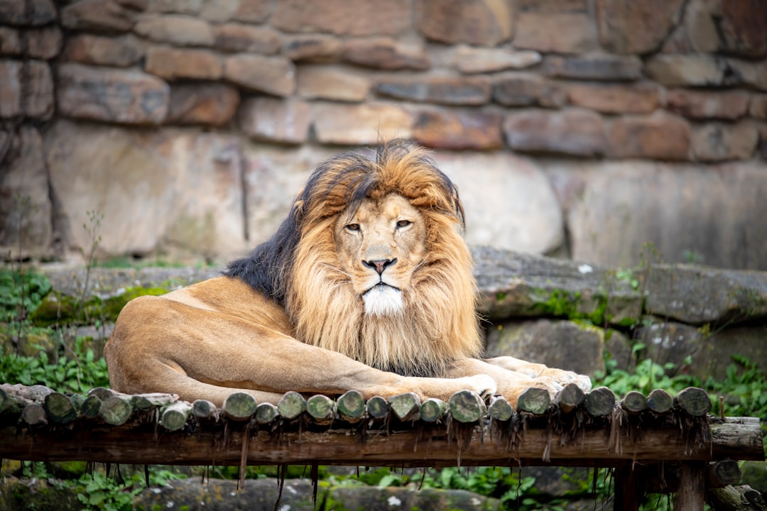 Functional mushroom supplements including lion's mane and cordyceps