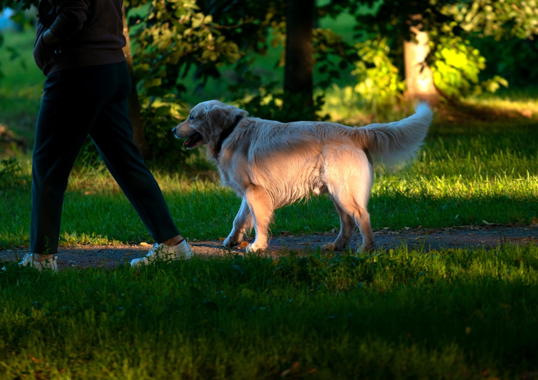 Person walking a golden retriever on a grassy path at dusk