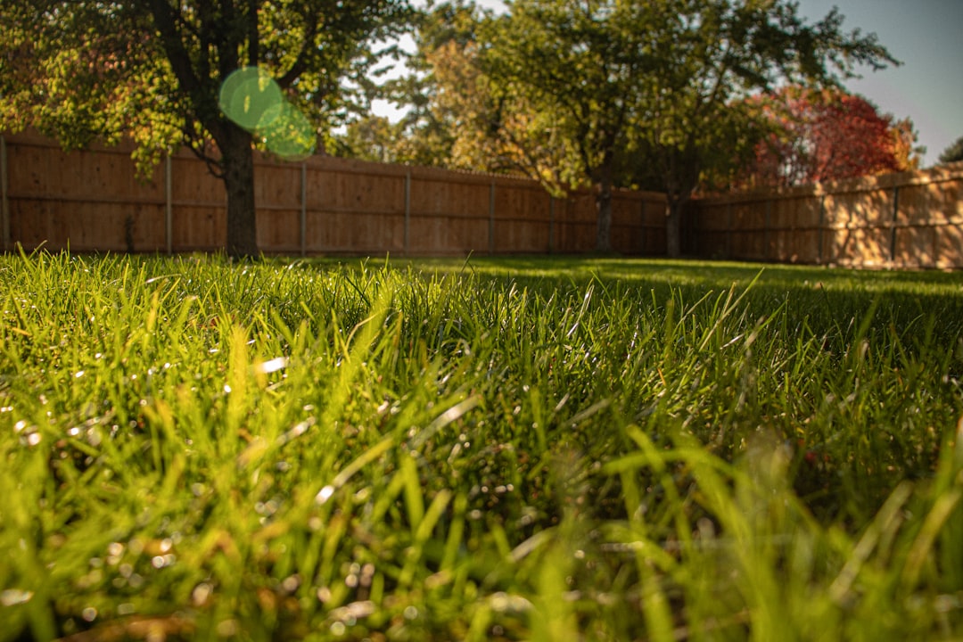 Green lawn grass beside trees in late summer