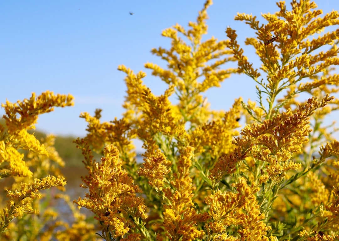 Goldenrod flowers blooming in a field in late summer