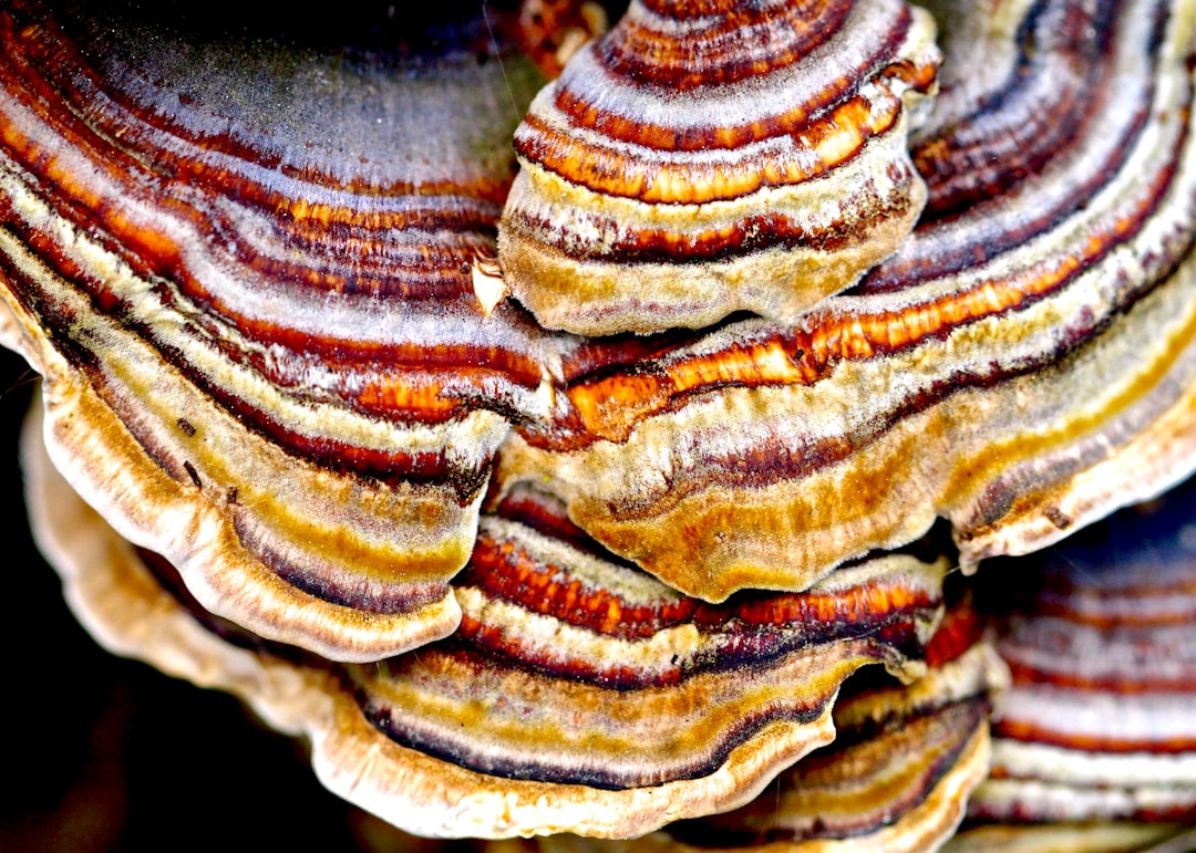 Turkey tail mushroom for immune support