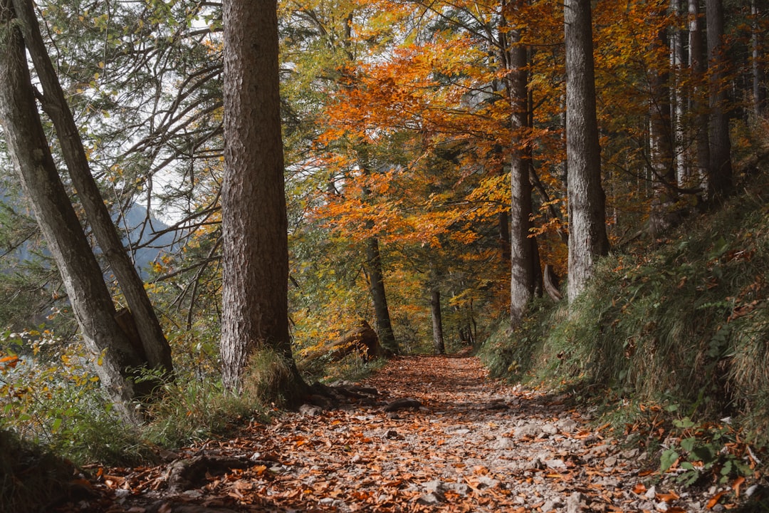 Person running on an autumn trail