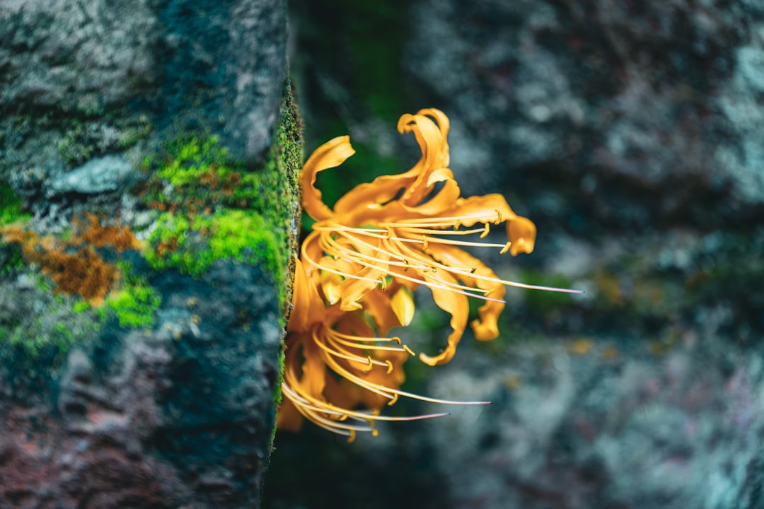 Cordyceps mushroom for fitness and energy