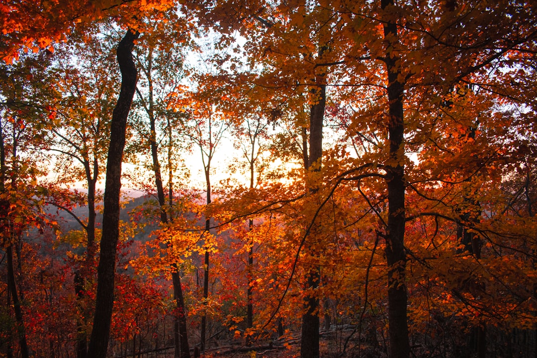 Golden hour light streaming through vibrant autumn trees