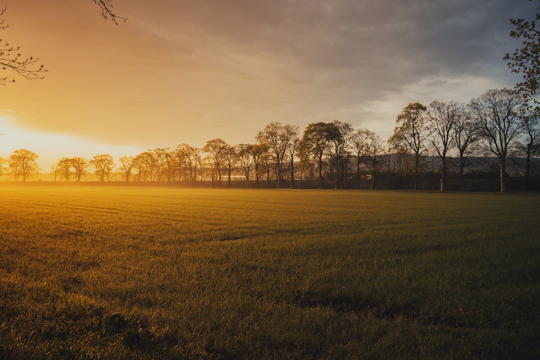 Golden morning light over a park, the light returning in spring after the vitamin D winter