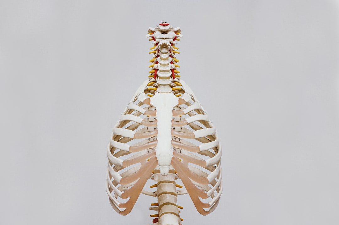 Anatomical model of the spine and ribcage