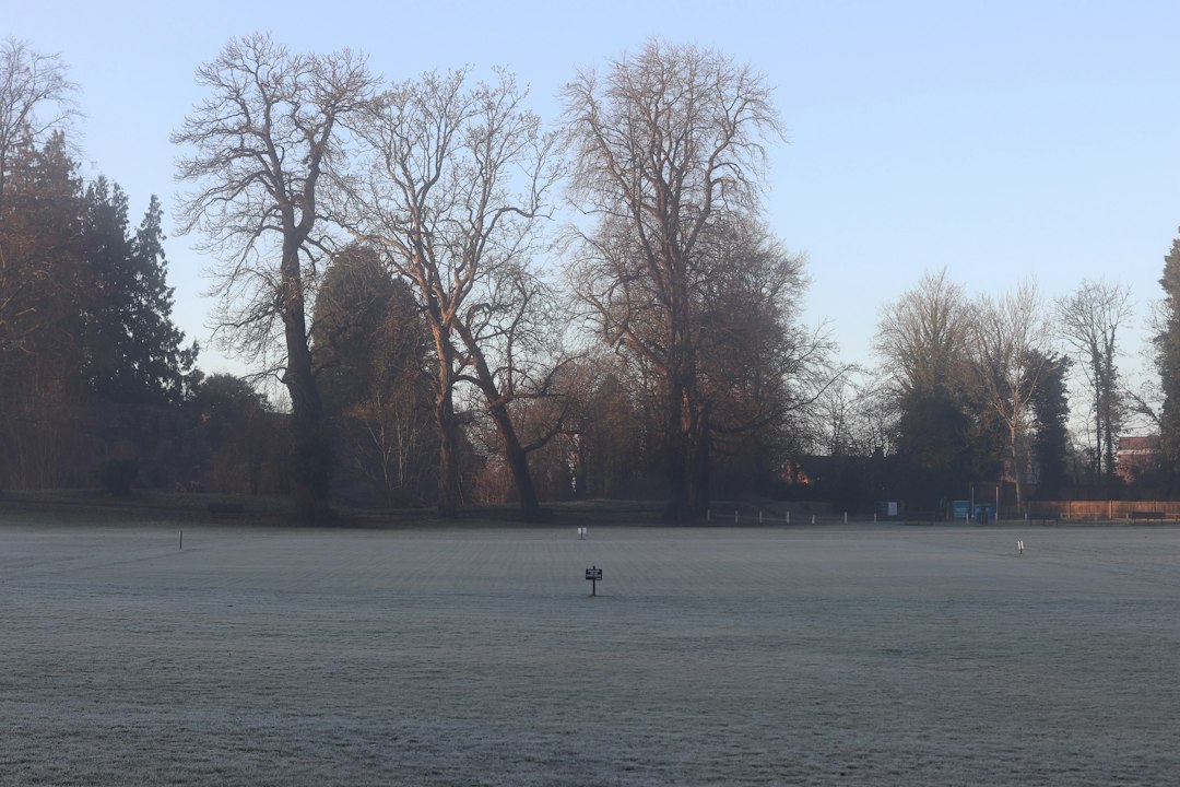Frosty park with bare trees at dawn