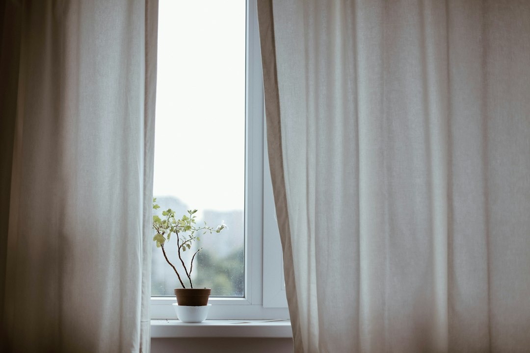 Potted plant on a windowsill between curtains where fresh air enters