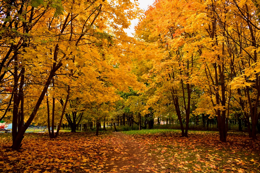 The same park loop in peak fall color