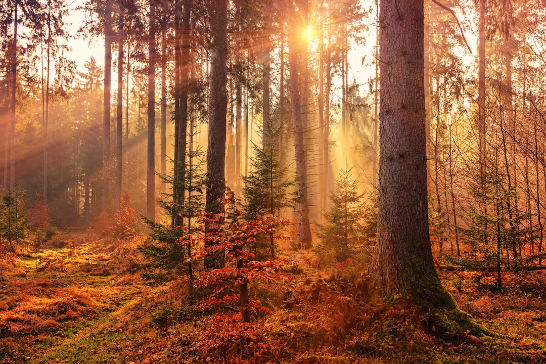 Low autumn sun filtering through trees as daylight hours shrink