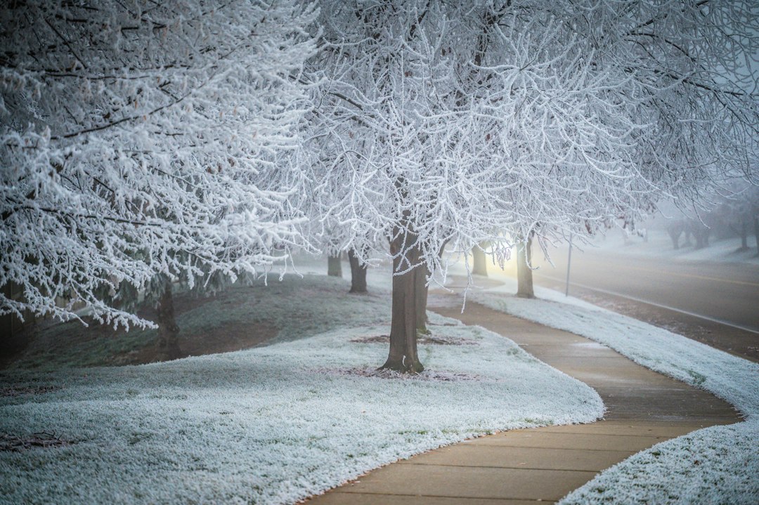 Frost-covered path through foggy trees