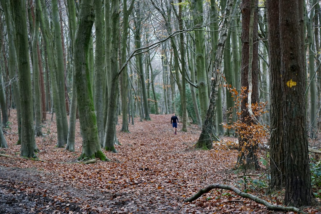 Runner running alone on an autumn trail covered in leaves