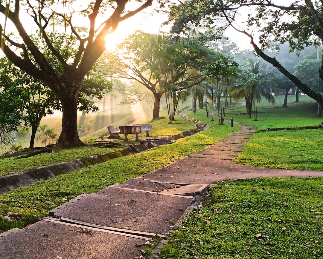 Misty park path at sunrise, a popular spot for morning walking workouts