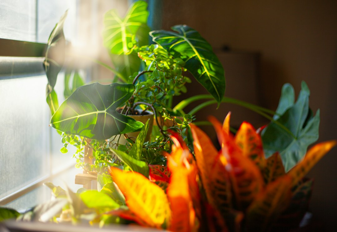 Sunlit houseplants with large leaves clustered by a bright window