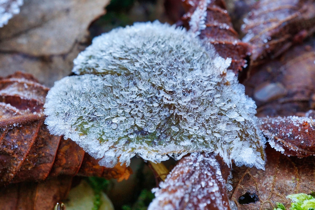 Close-up of feathery frost crystals covering a fallen autumn leaf on a cold morning