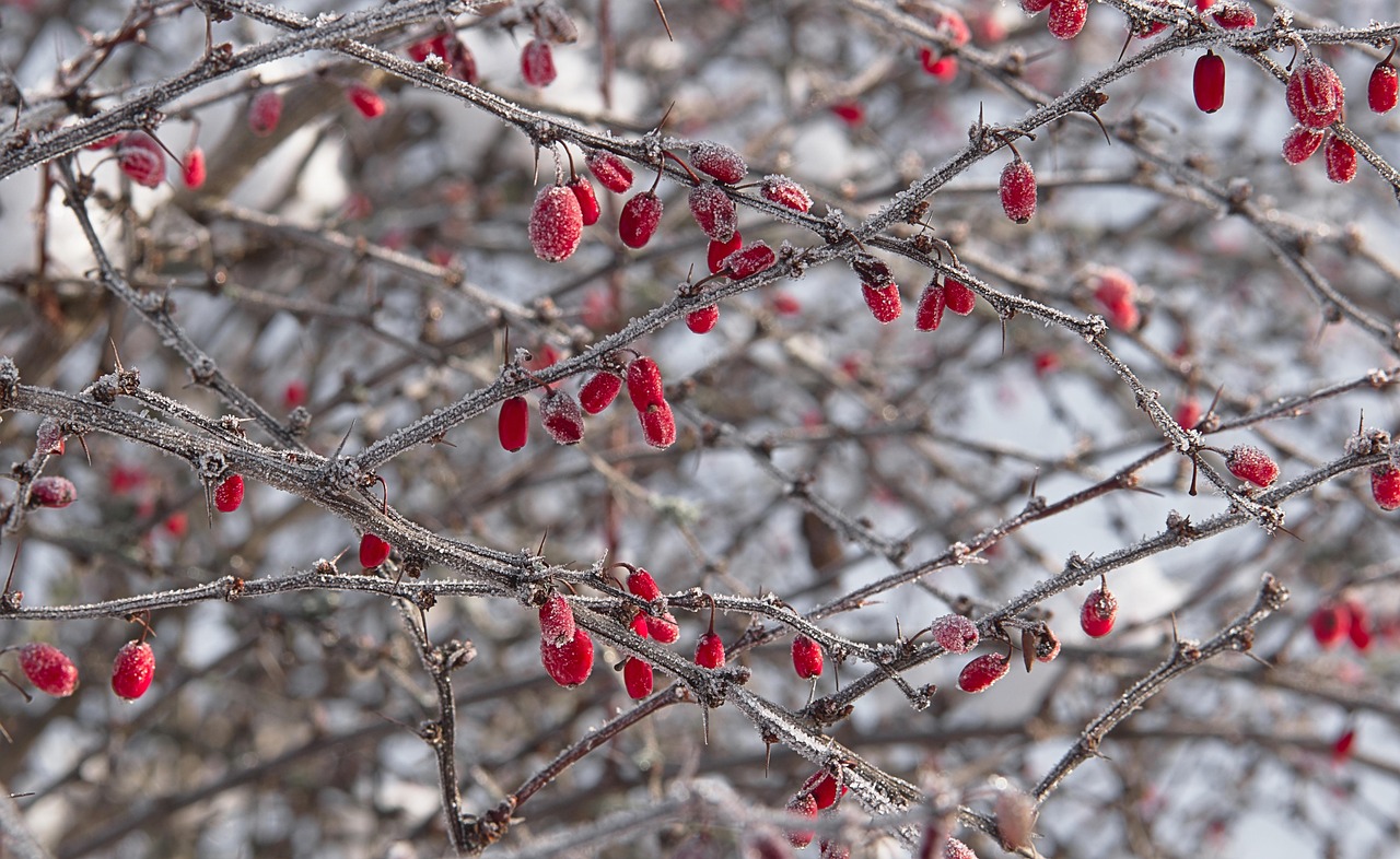 Red barberry fruit dusted with frost on a bare autumn branch
