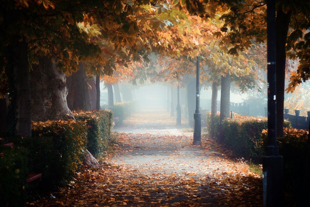 Foggy autumn path through a park lined with fallen leaves