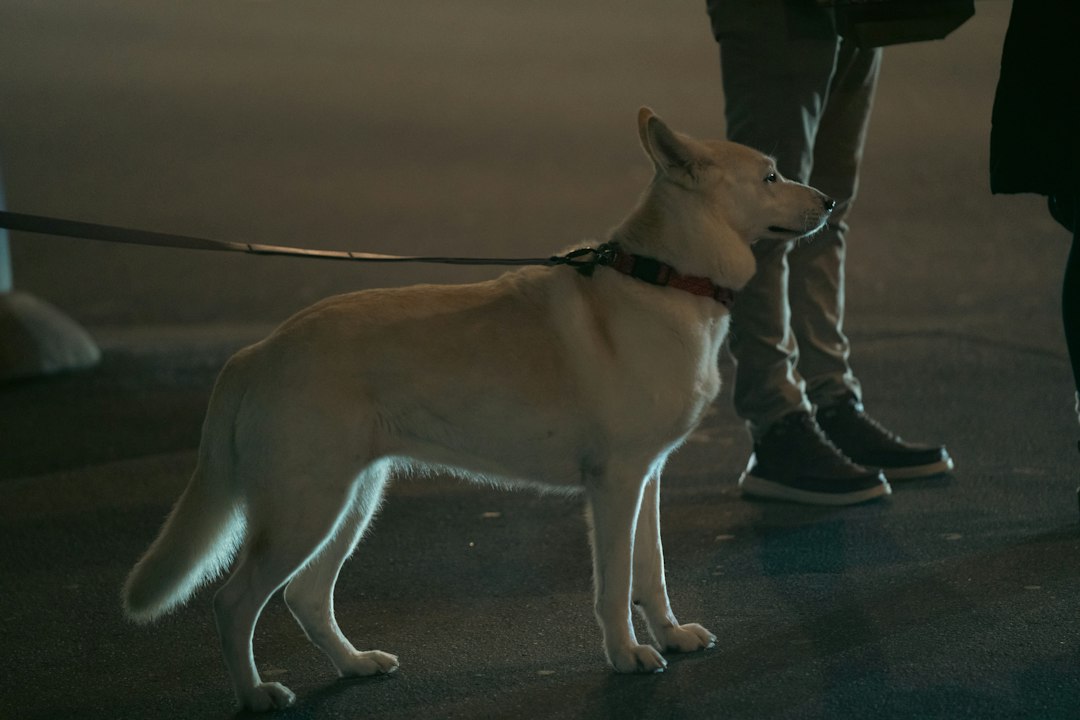 A light-colored dog on a leash standing on pavement at night